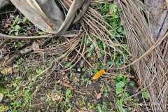 IMG-20240606-WA0273