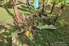 IMG-20240606-WA0289